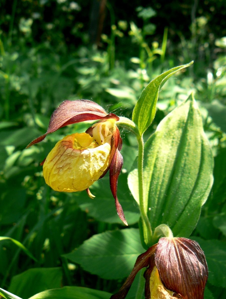 Изображение особи Cypripedium calceolus.