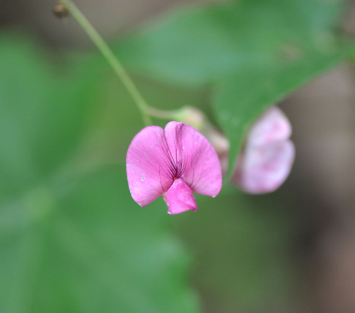Image of Lathyrus roseus specimen.