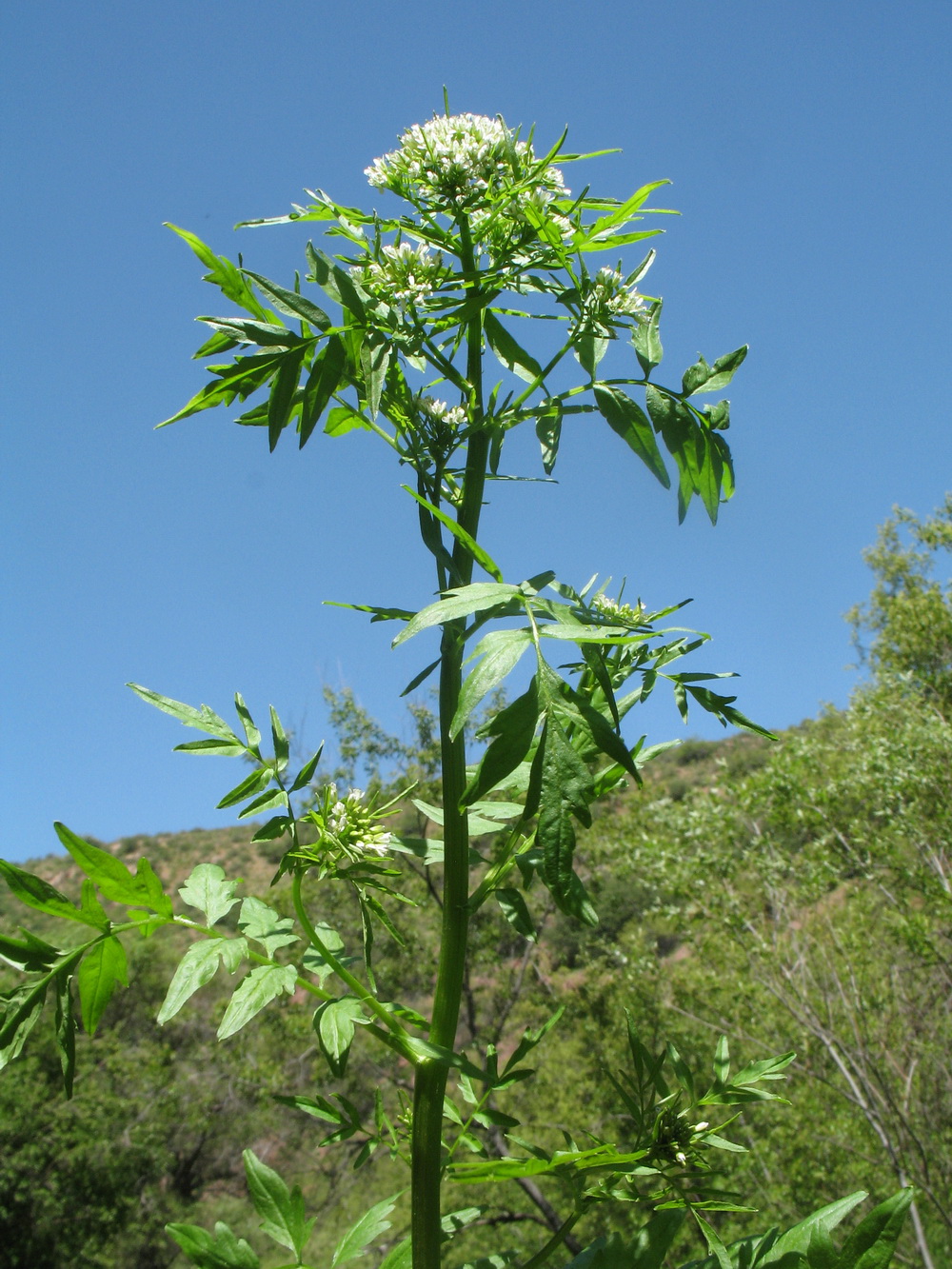 Image of Cardamine impatiens specimen.