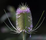 Dipsacus fullonum