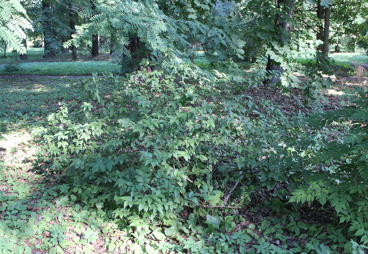 Image of genus Lonicera specimen.