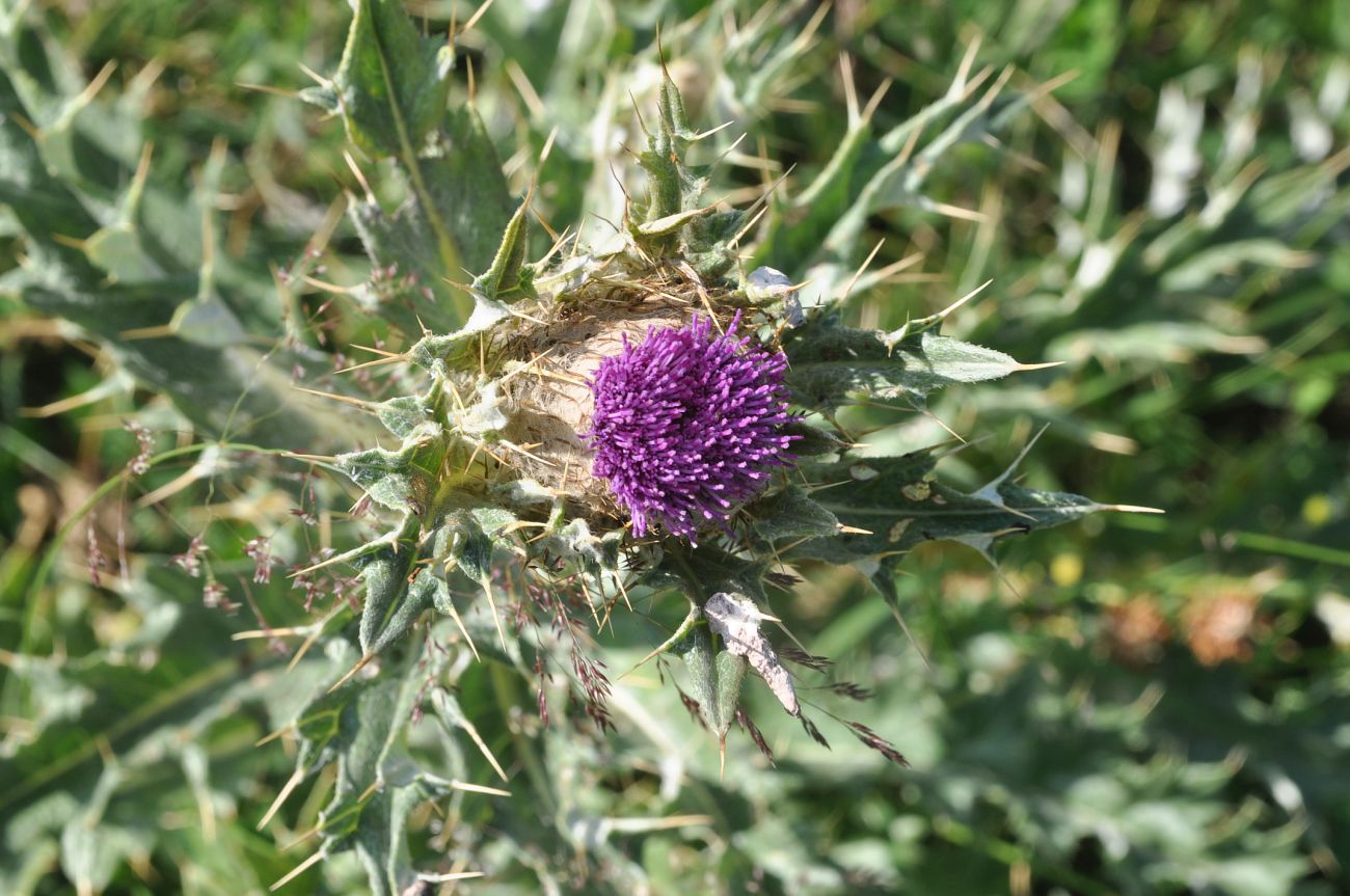 Image of Cirsium pugnax specimen.