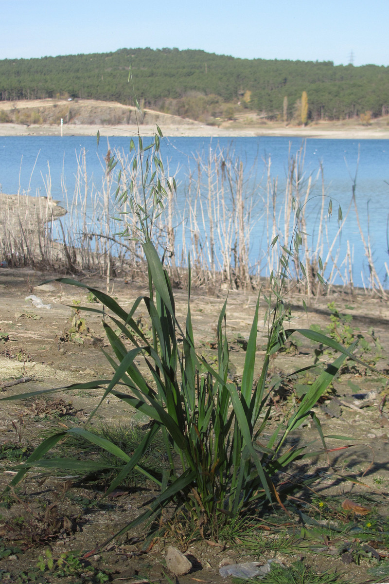 Image of Avena georgica specimen.