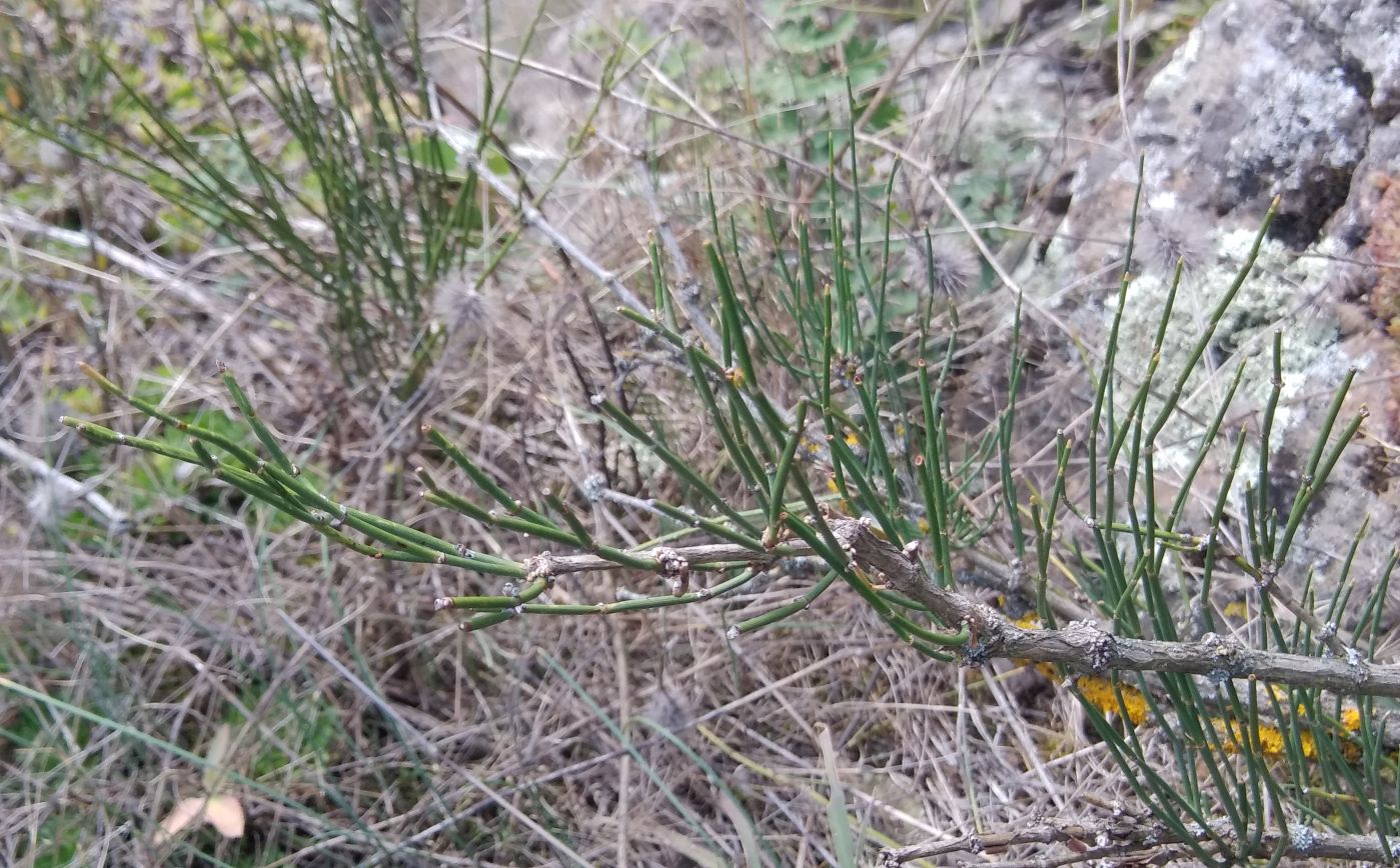 Изображение особи Ephedra procera.