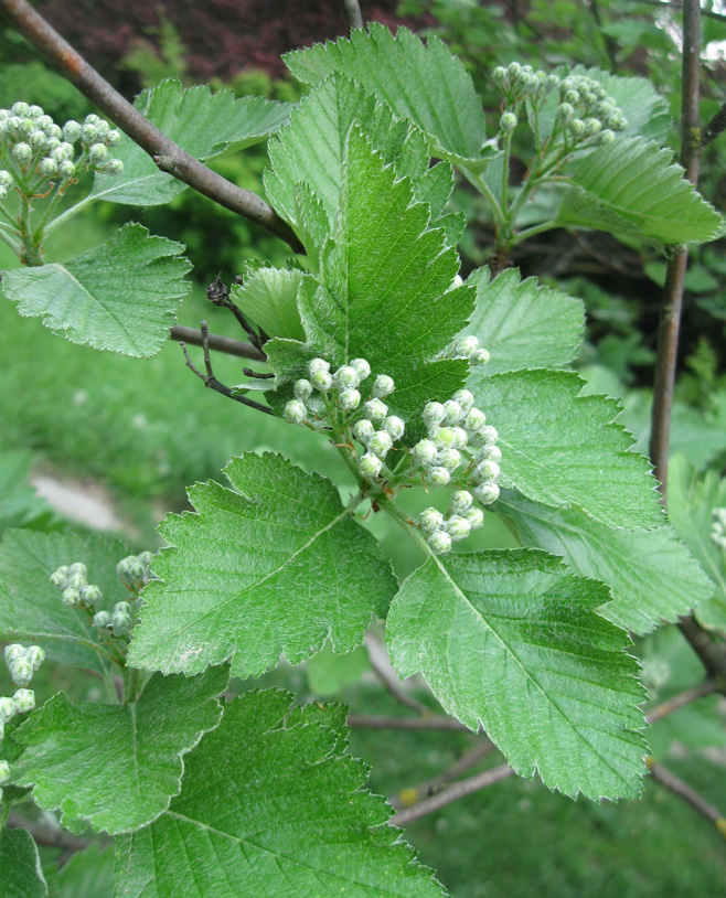 Изображение особи Sorbus intermedia.