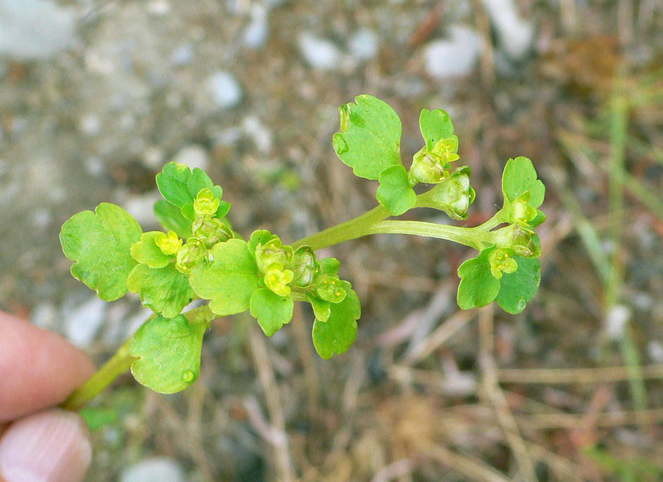 Image of Chrysosplenium tetrandrum specimen.