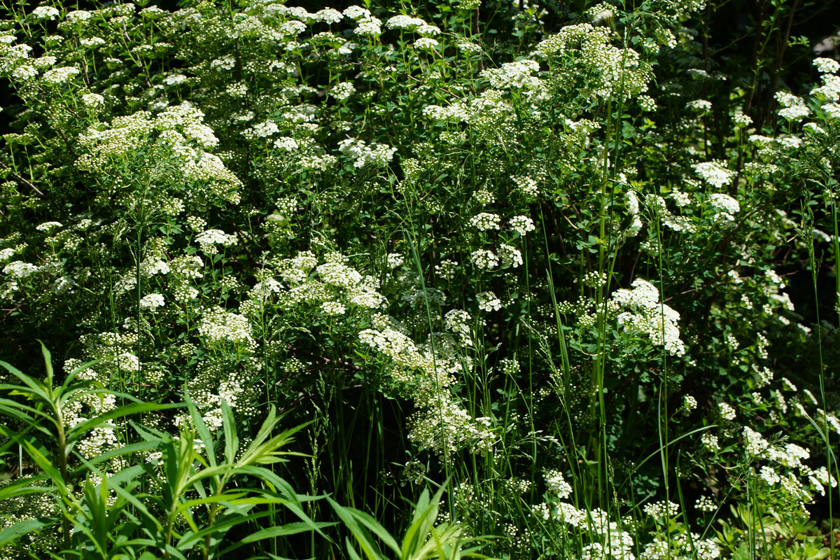 Изображение особи Spiraea trilobata.