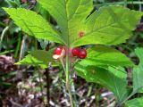 Rubus saxatilis. Часть побега со зрелыми плодами-костянками. Свердловская обл., г. Екатеринбург, окр. пос. Шабровский, берёзовый лес. 20.08.2018.