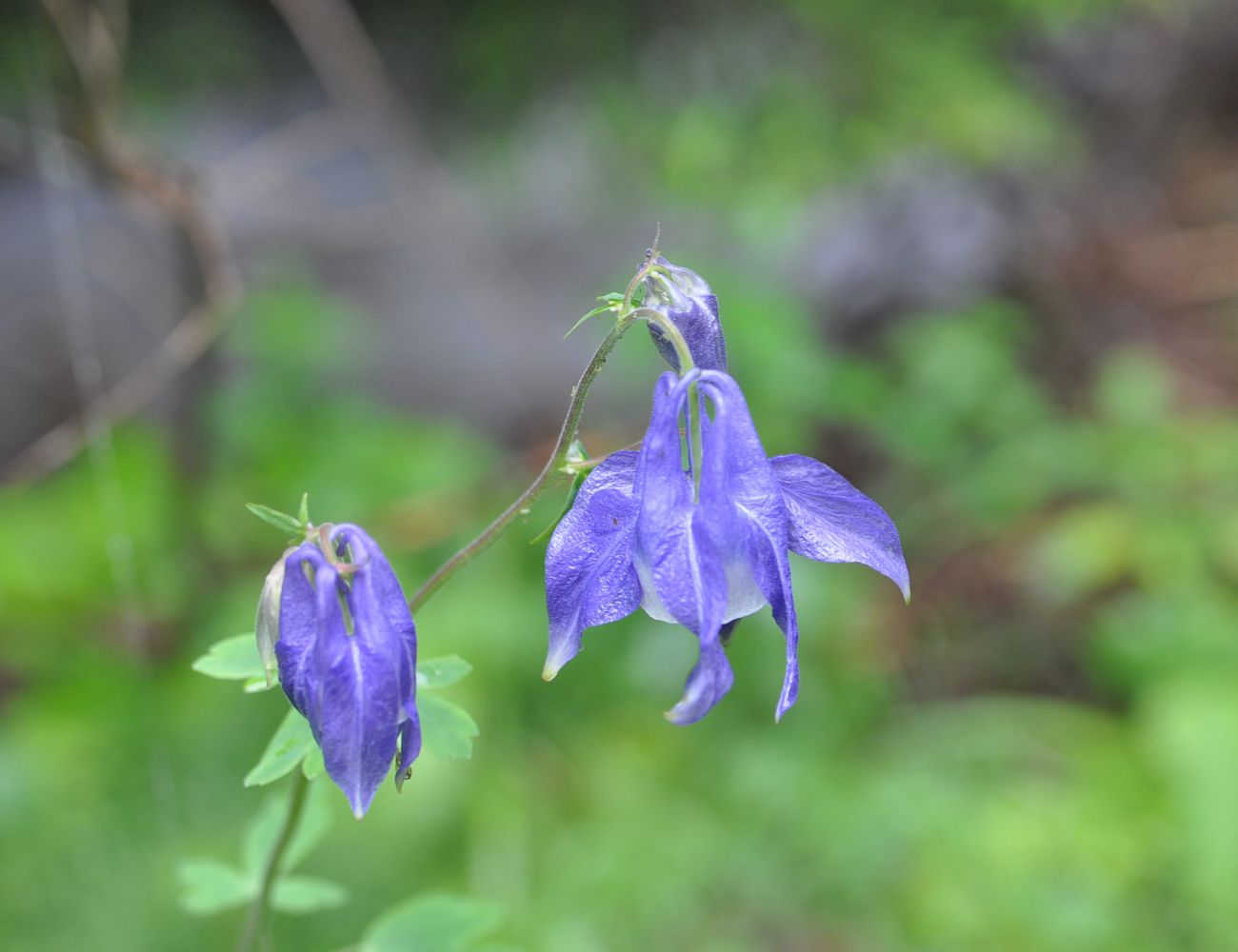 Изображение особи Aquilegia olympica.