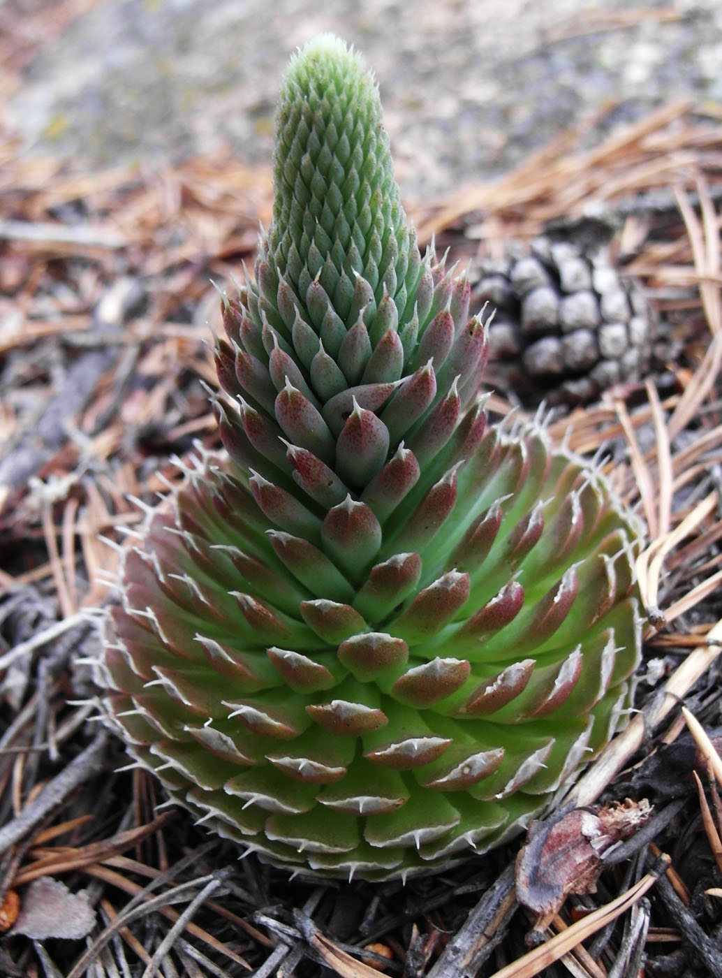 Изображение особи Orostachys spinosa.