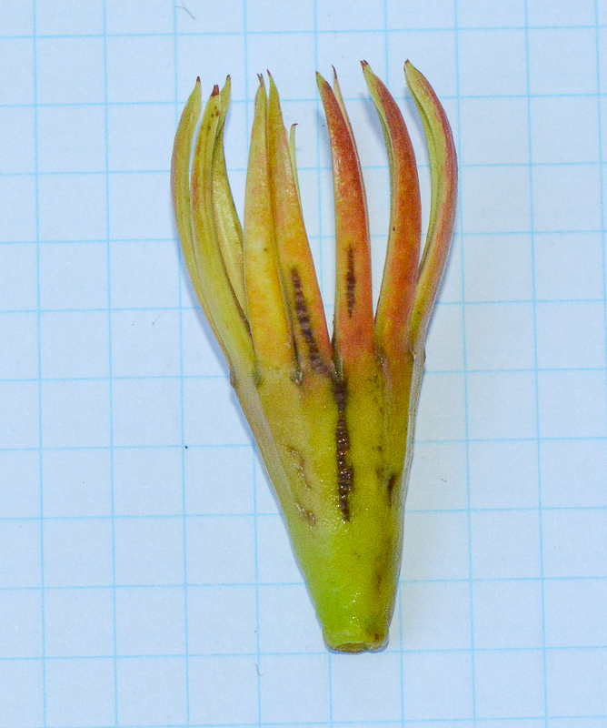 Image of Bruguiera gymnorhiza specimen.