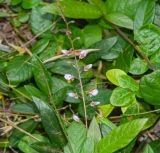 Desmodium adscendens. Соцветие и части листьев. Танзания, автономия Занзибар, о-в Унгуджа, Central South Region, национальный парк \"Jozani Chwaka Bay\". 29.10.2018.