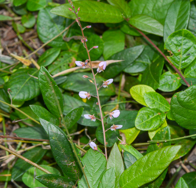 Image of Desmodium adscendens specimen.