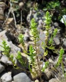 Aethionema carneum. Верхушка плодоносящего растения. Казахстан, Туркестанская (Южно-Казахстанская) обл., Тюлькубасский р-н, 7 км ЮЗ с. Жабаглы, государственный природный заповедник \"Аксу-Джабаглы\"; Западный Тянь-Шань, хр. Таласский Алатау, каньон р. Аксу, арчовое редколесье на южном склоне ущелья, вблизи днища; эфемерная фитогруппировка на крутой крупногалечно-окатанновалунной осыпи под разрушающимся гротом из конгломератов, выс. около 1600 м н.у.м. 4 июня 2016 г.