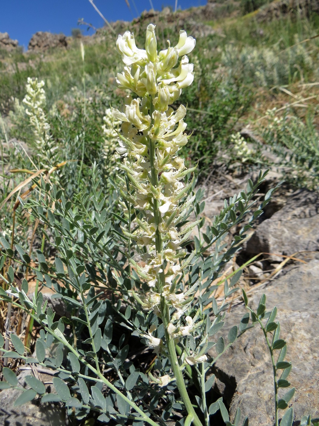 Изображение особи Goebelia pachycarpa.