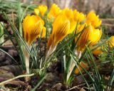 Crocus chrysanthus