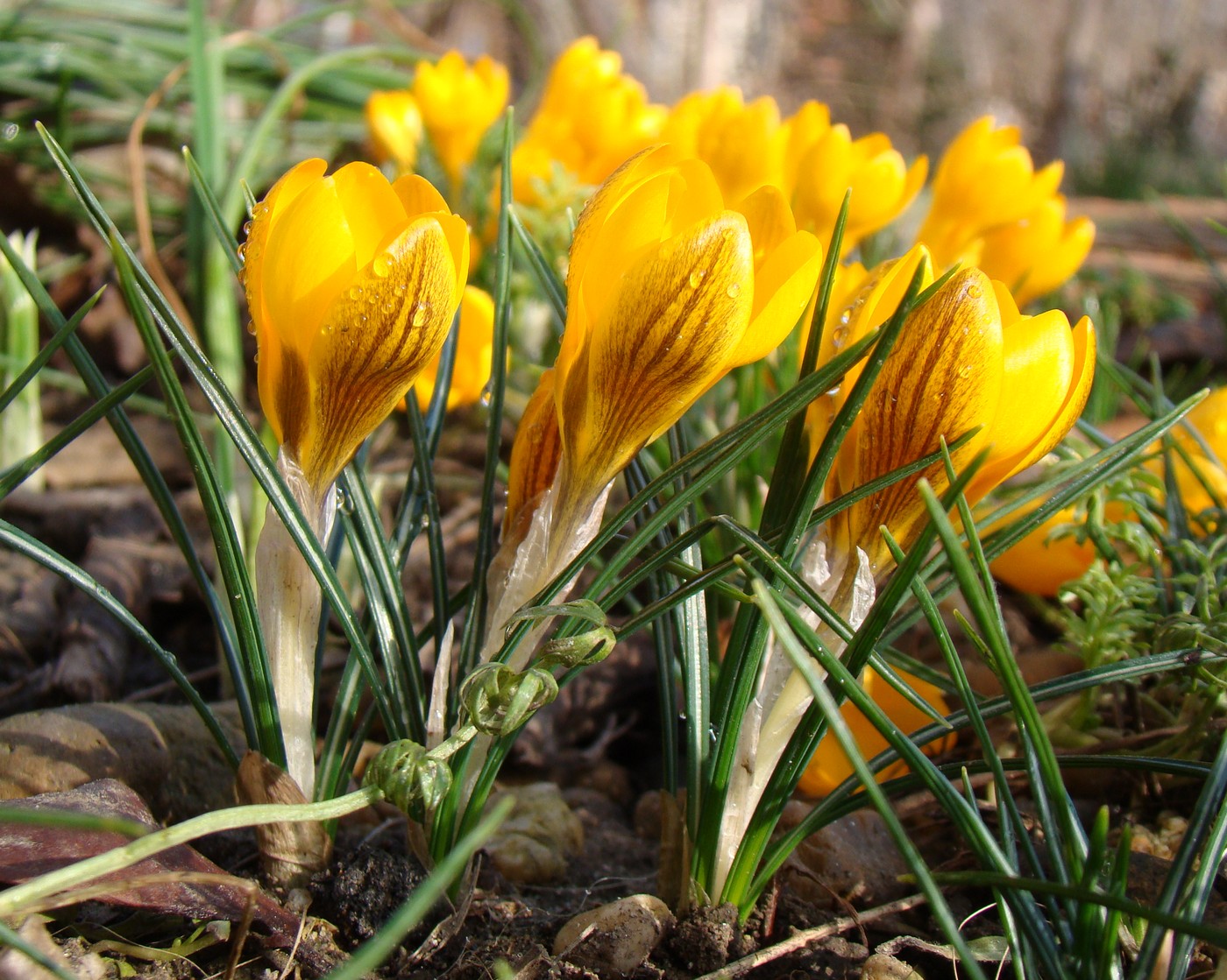 Изображение особи Crocus chrysanthus.