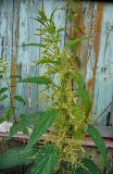 Urtica dioica. Цветущее растение. Чувашия, г. Шумерля. 26 июня 2008 г.