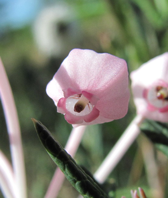 Image of Andromeda polifolia specimen.