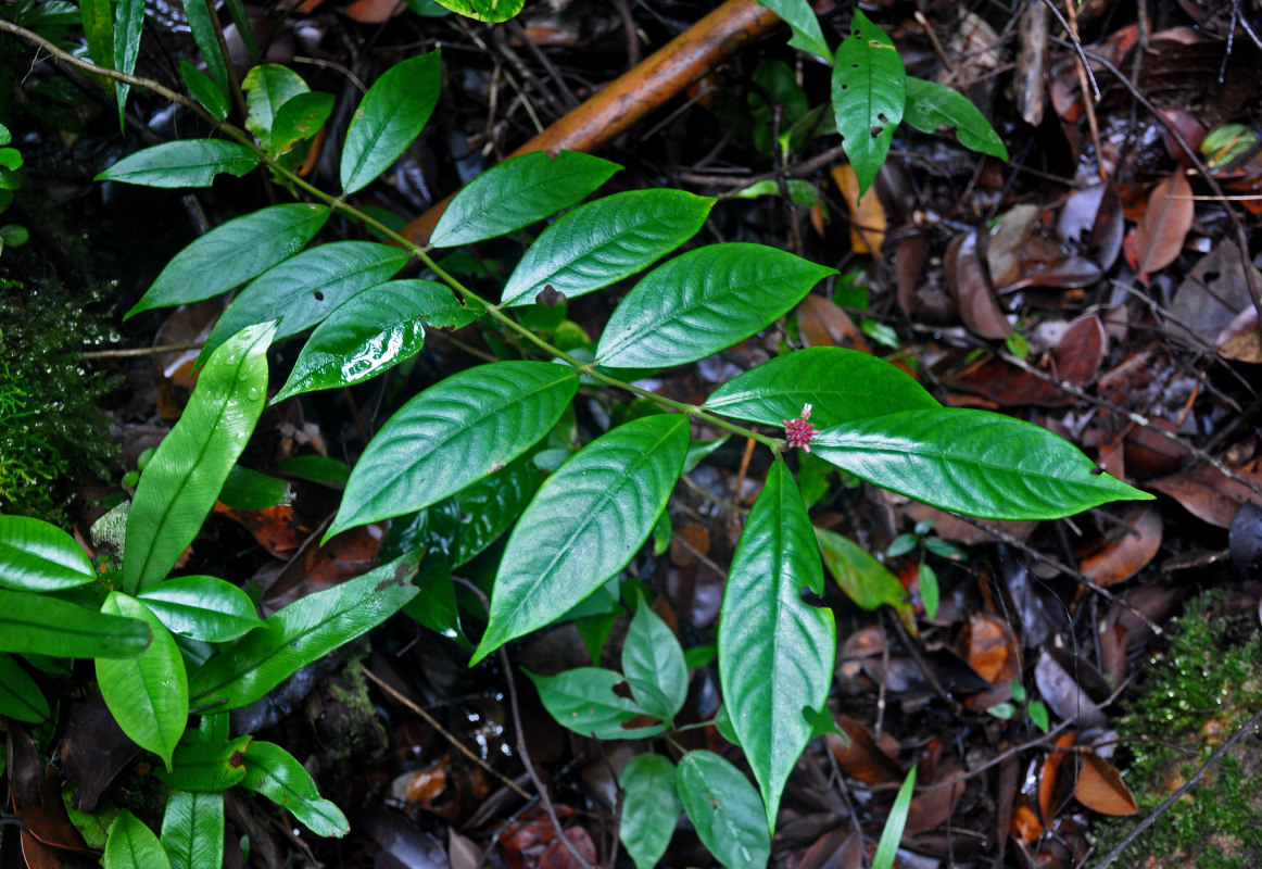 Изображение особи Lecananthus erubescens.