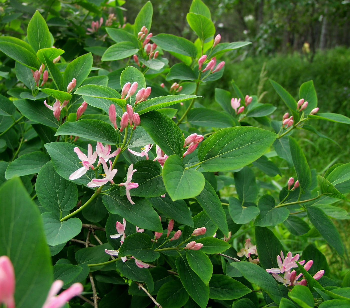 Image of Lonicera tatarica specimen.