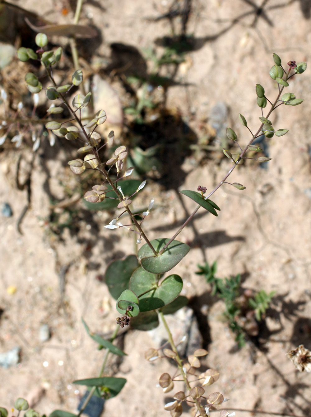 Изображение особи Lepidium perfoliatum.