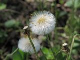 Tussilago farfara