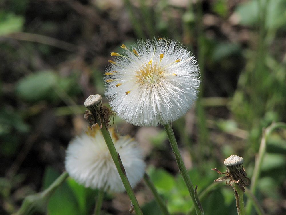 Изображение особи Tussilago farfara.