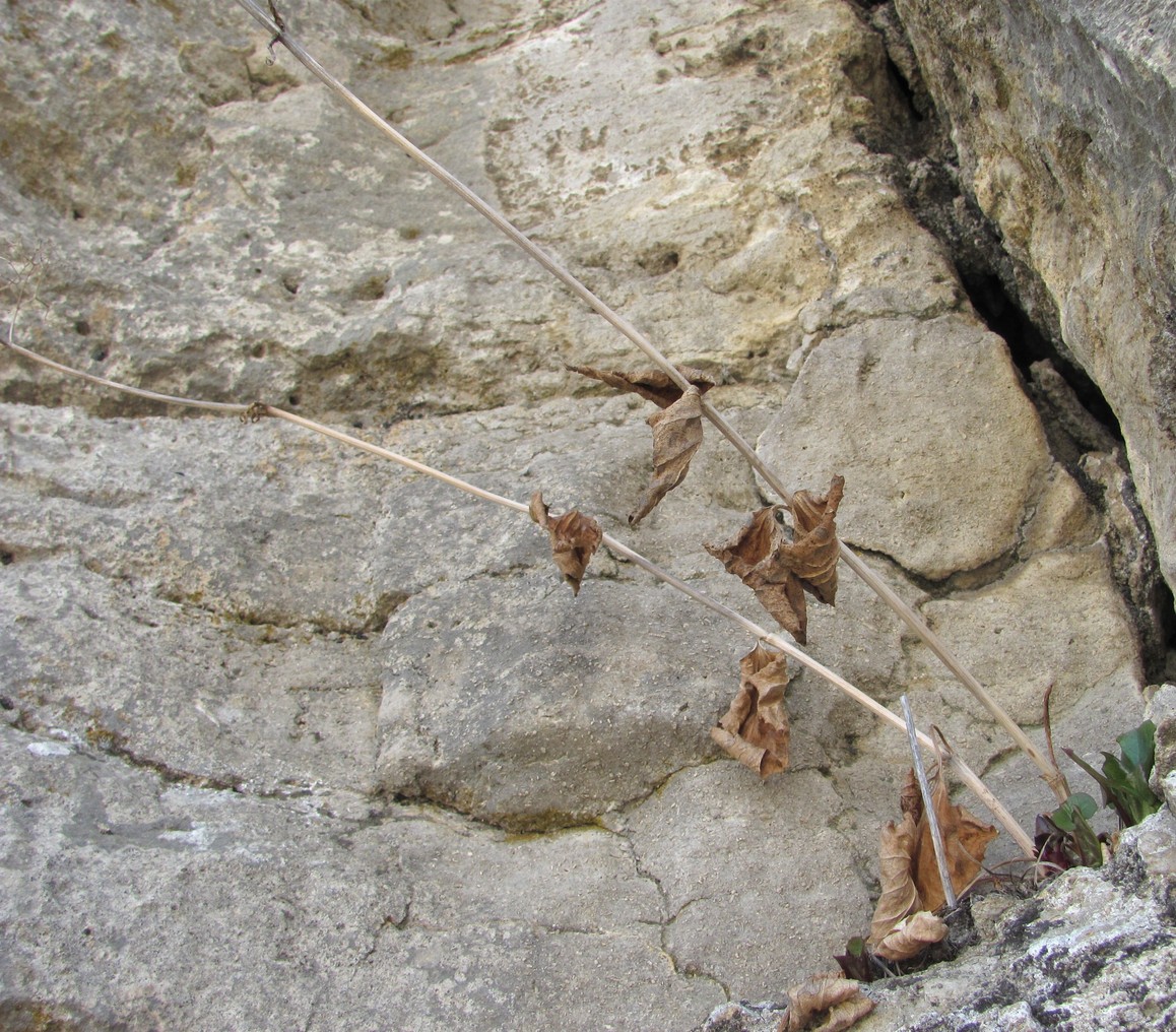 Image of Valeriana tiliifolia specimen.