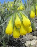 Onosma polyphylla. Соцветие. Крым, горный массив Эчкидаг, гора Делямет-Кая, каменистая вершина. 13 мая 2019 г.