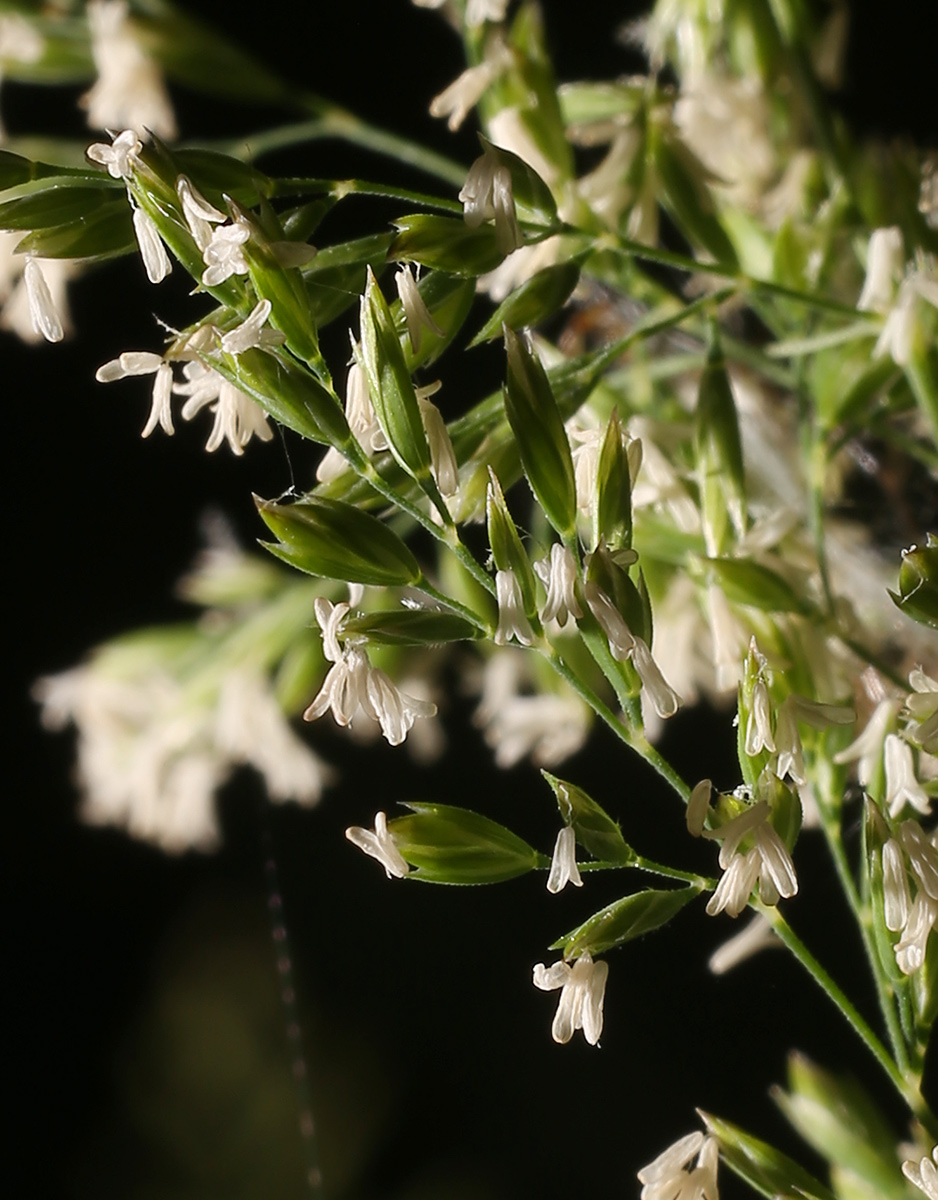 Image of genus Poa specimen.