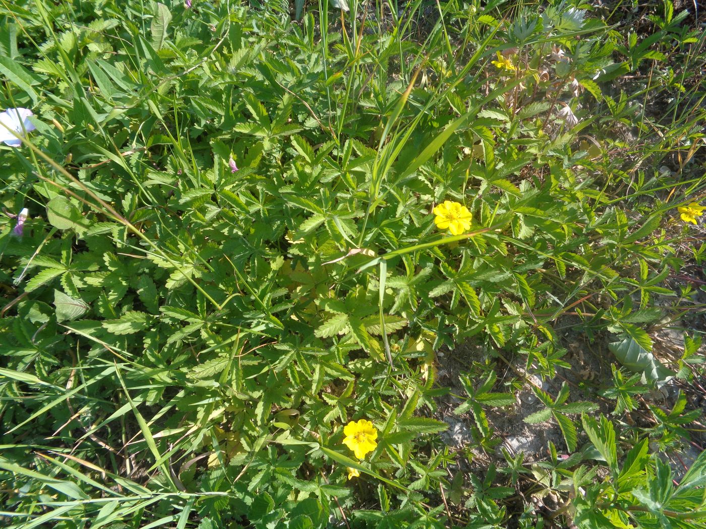 Изображение особи Potentilla reptans.