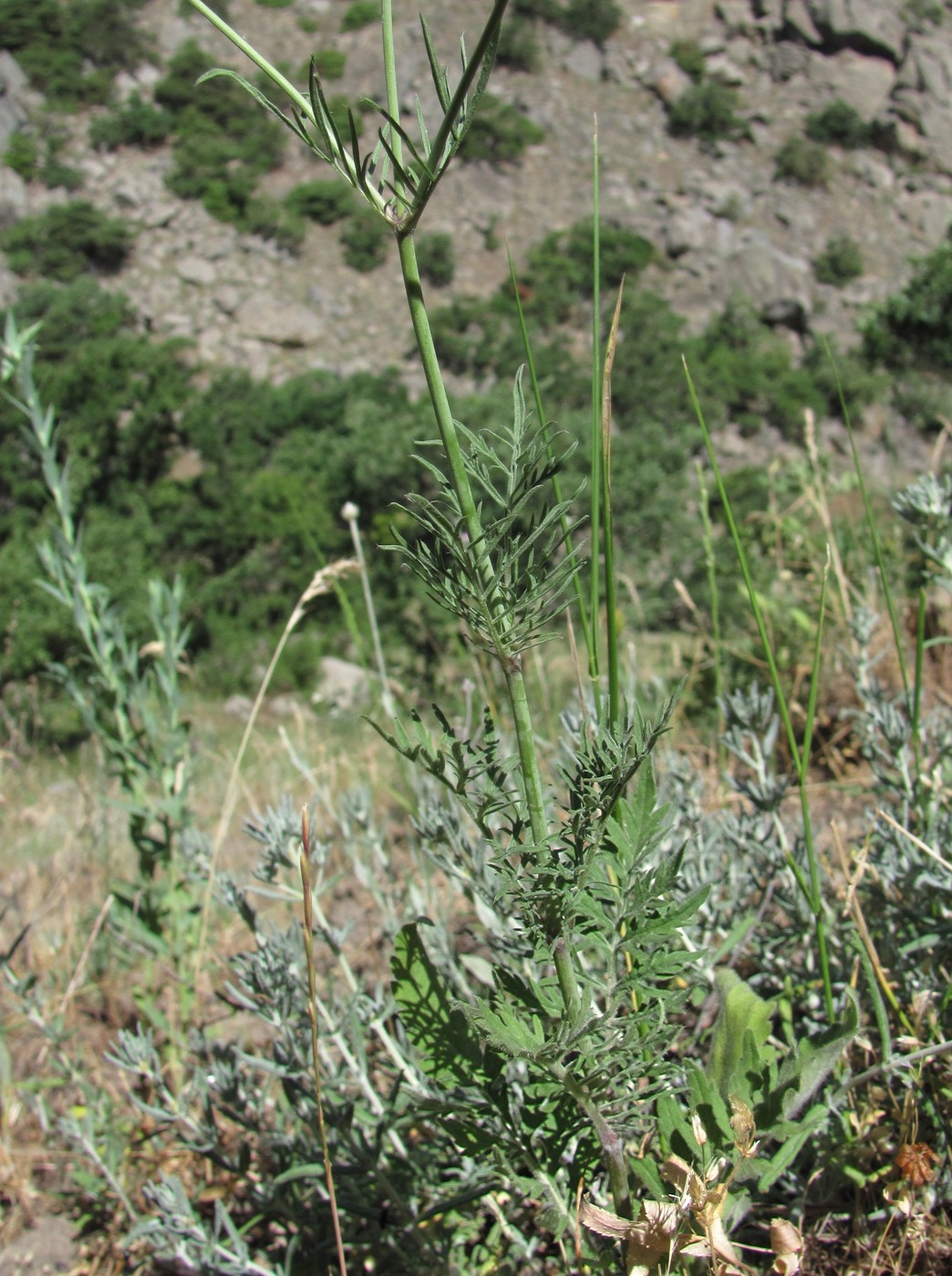 Image of genus Scabiosa specimen.