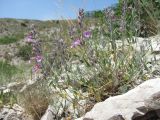 Teucrium canum. Цветущее растение. Дагестан, окр. с. Талги, сухой известняковый склон. 05.06.2019.