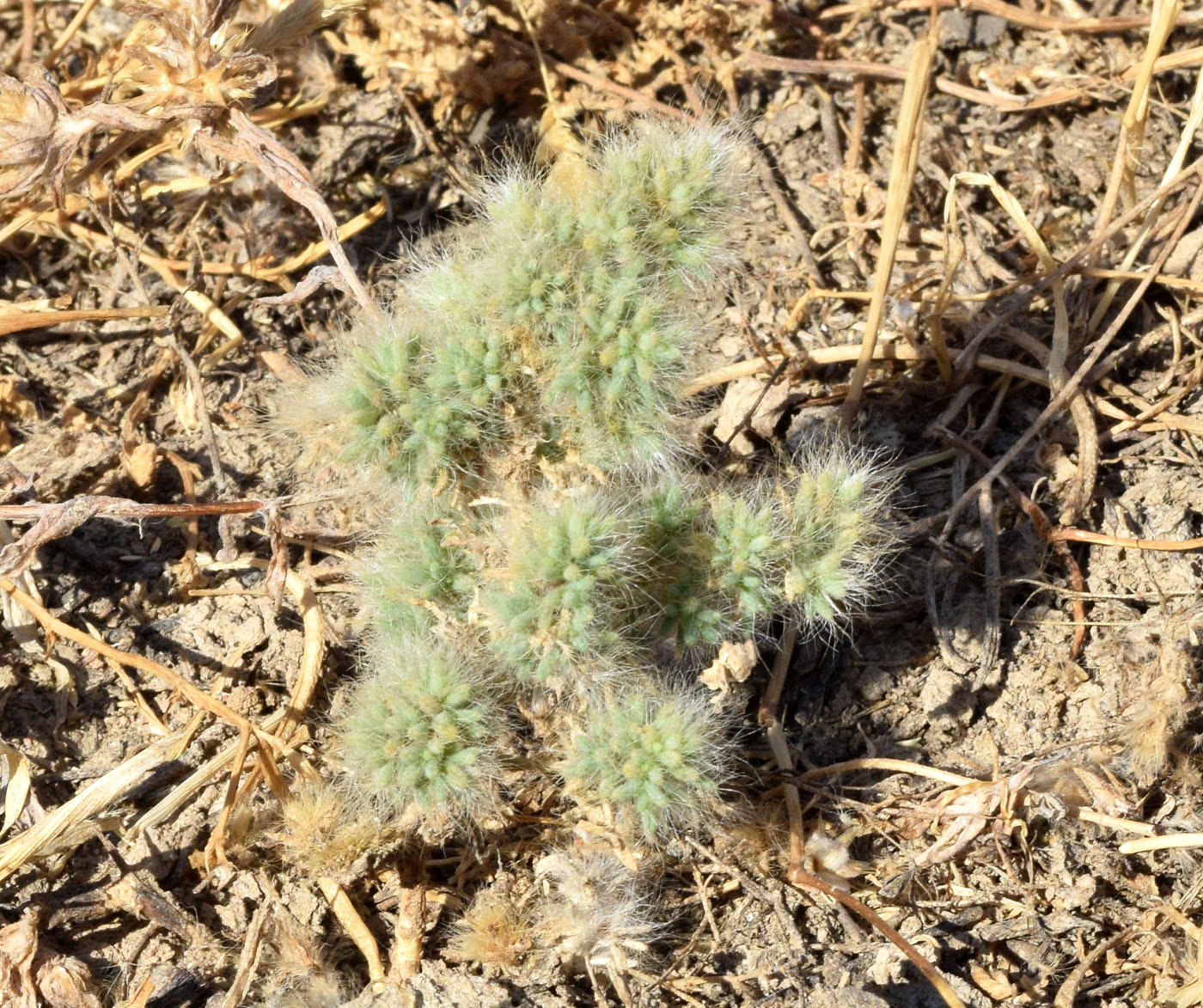 Image of Halocharis hispida specimen.