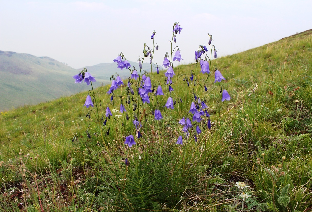 Изображение особи Adenophora coronopifolia.