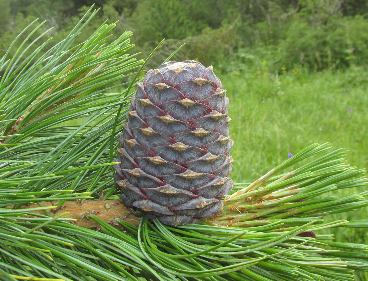 Изображение особи Pinus sibirica.