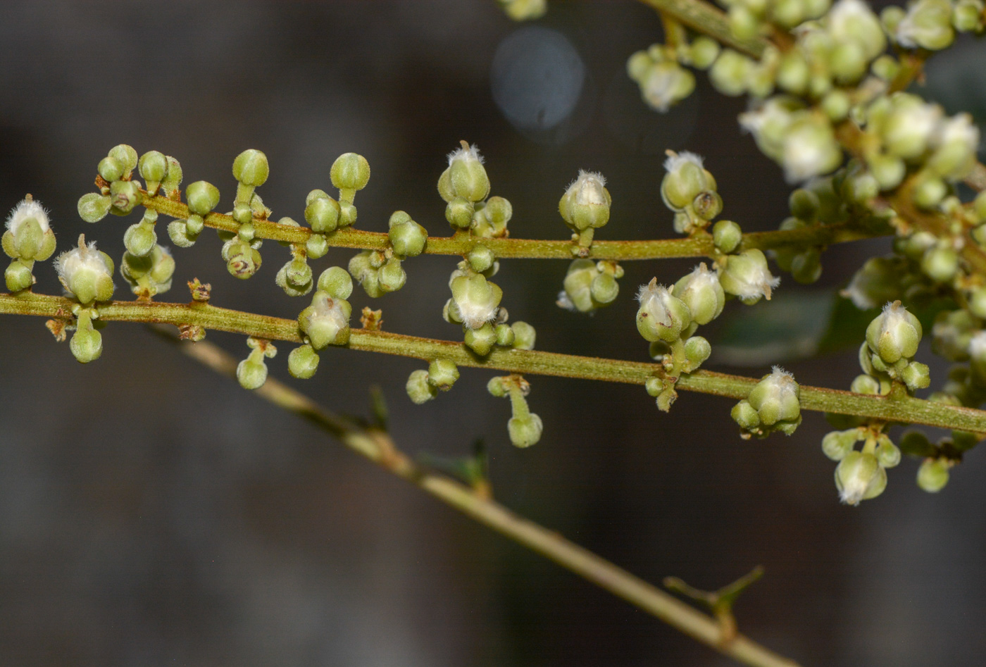 Image of class Magnoliopsida specimen.