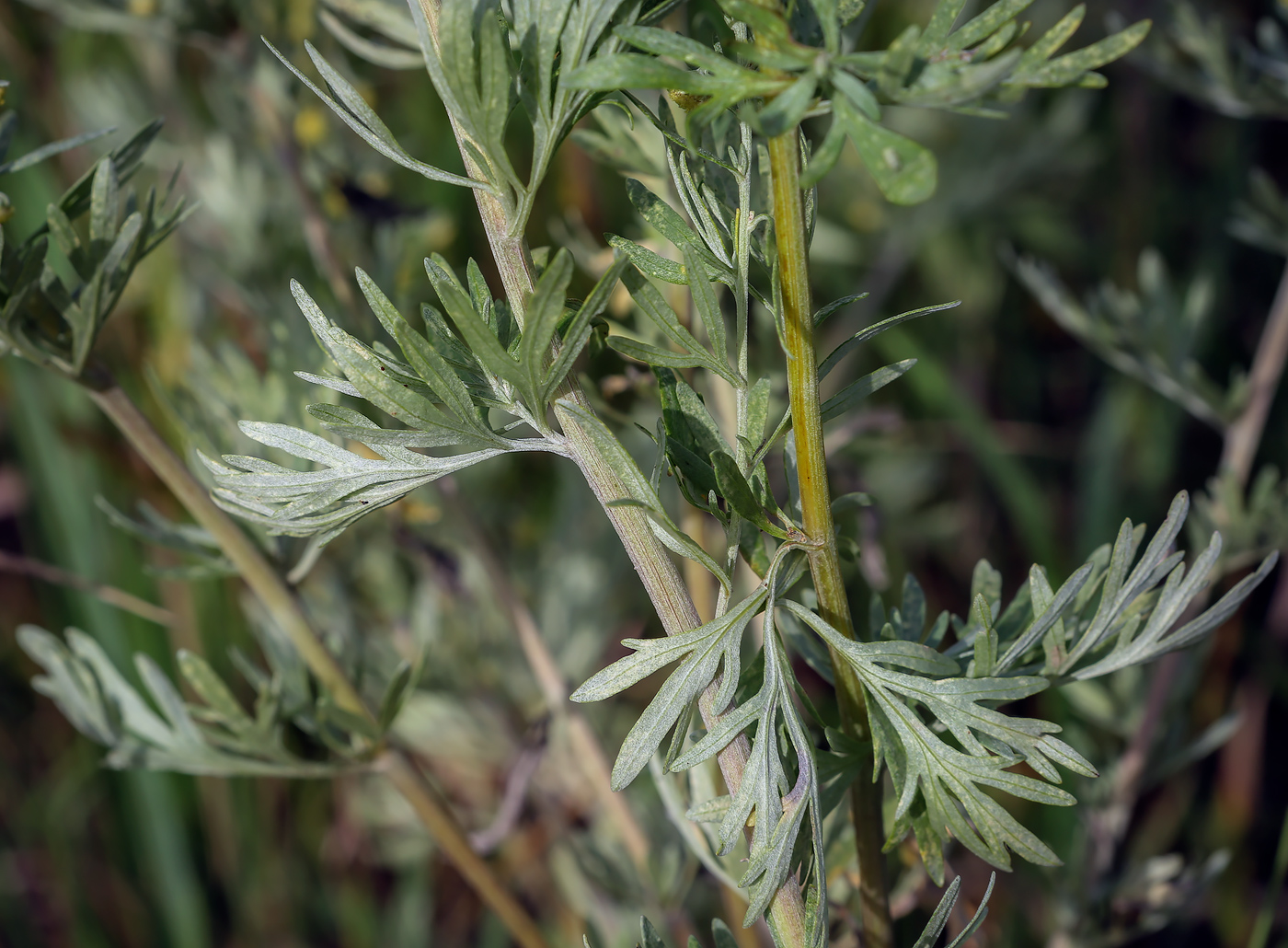 Image of Artemisia absinthium specimen.