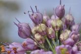 Allium sacculiferum