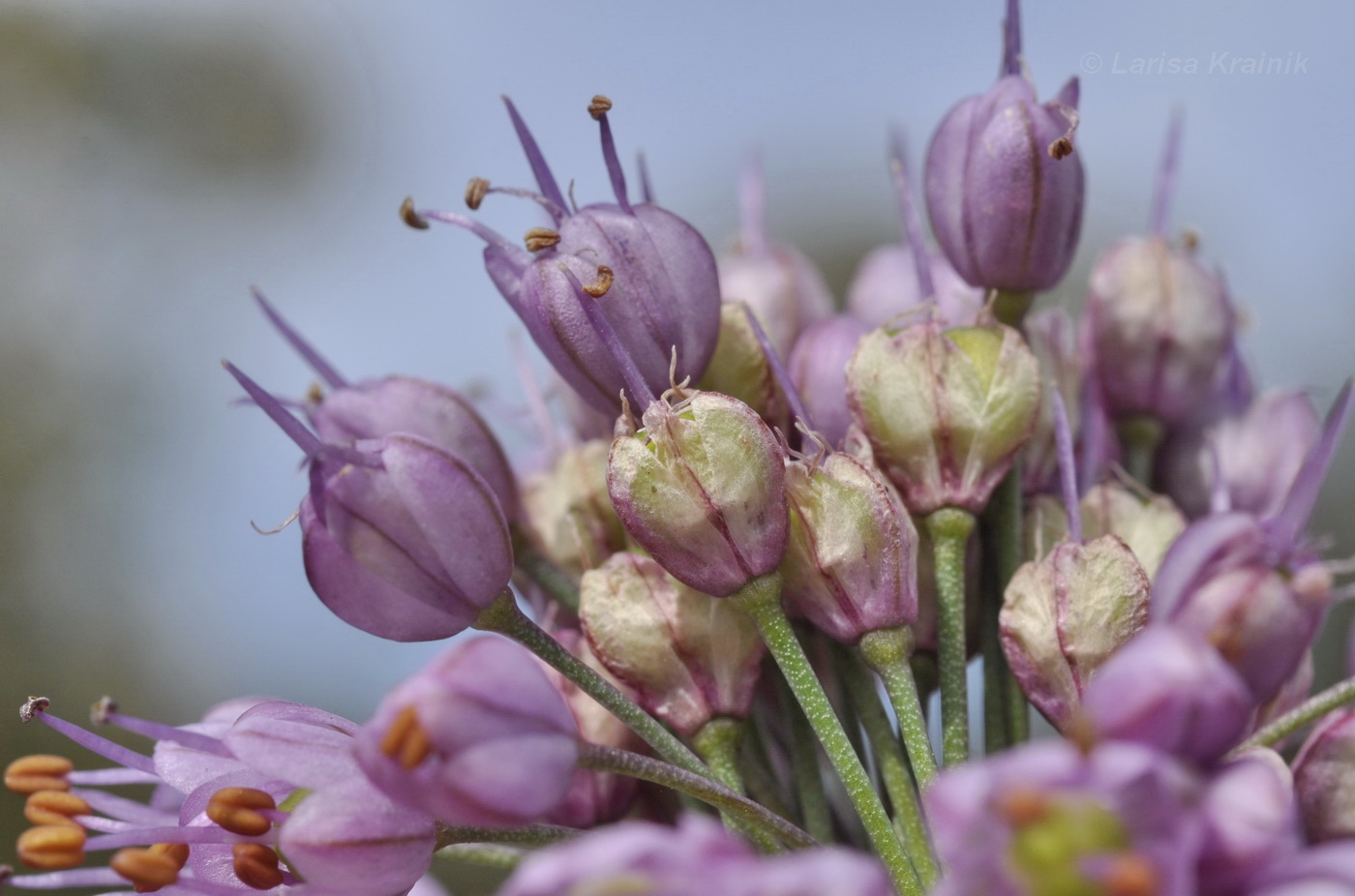 Изображение особи Allium sacculiferum.