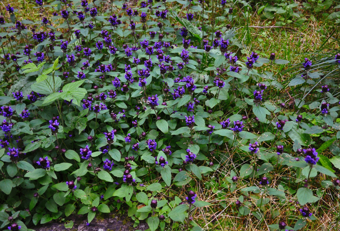 Image of Prunella vulgaris specimen.