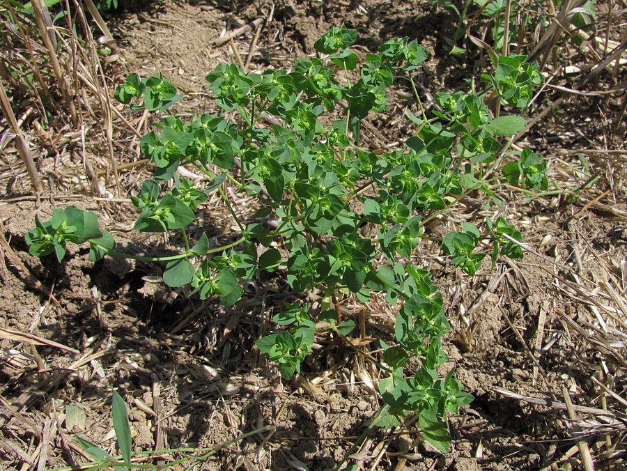 Image of Euphorbia falcata specimen.