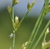 genus Juncus. Часть распускающегося соцветия с экзувием цикадки. Приморский край, Шкотовский р-н, окр. с. Новонежино, сырой разнотравный луг. 30.07.2019.