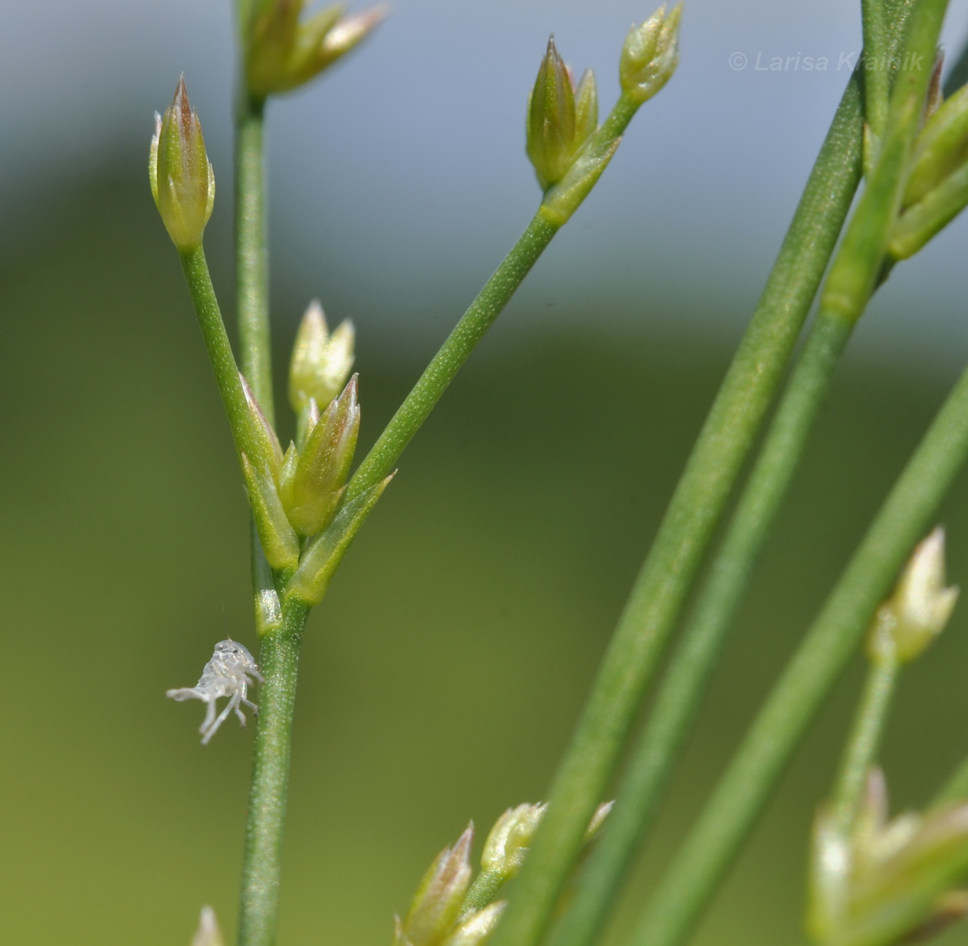 Image of genus Juncus specimen.