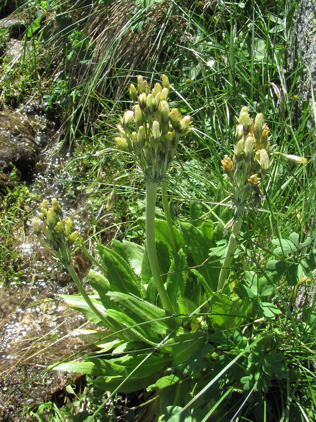 Image of Primula bayernii specimen.