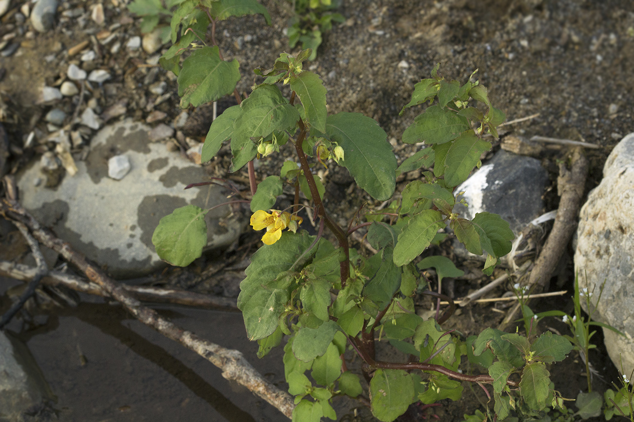 Image of Impatiens noli-tangere specimen.