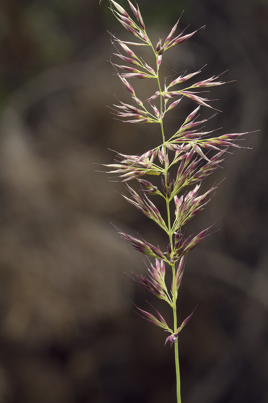 Изображение особи Calamagrostis sugawarae.