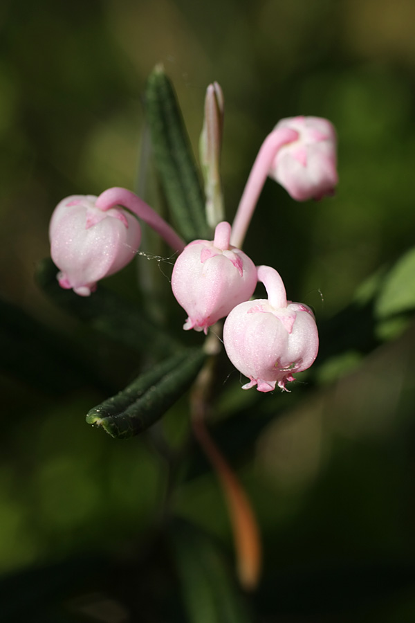 Изображение особи Andromeda polifolia.