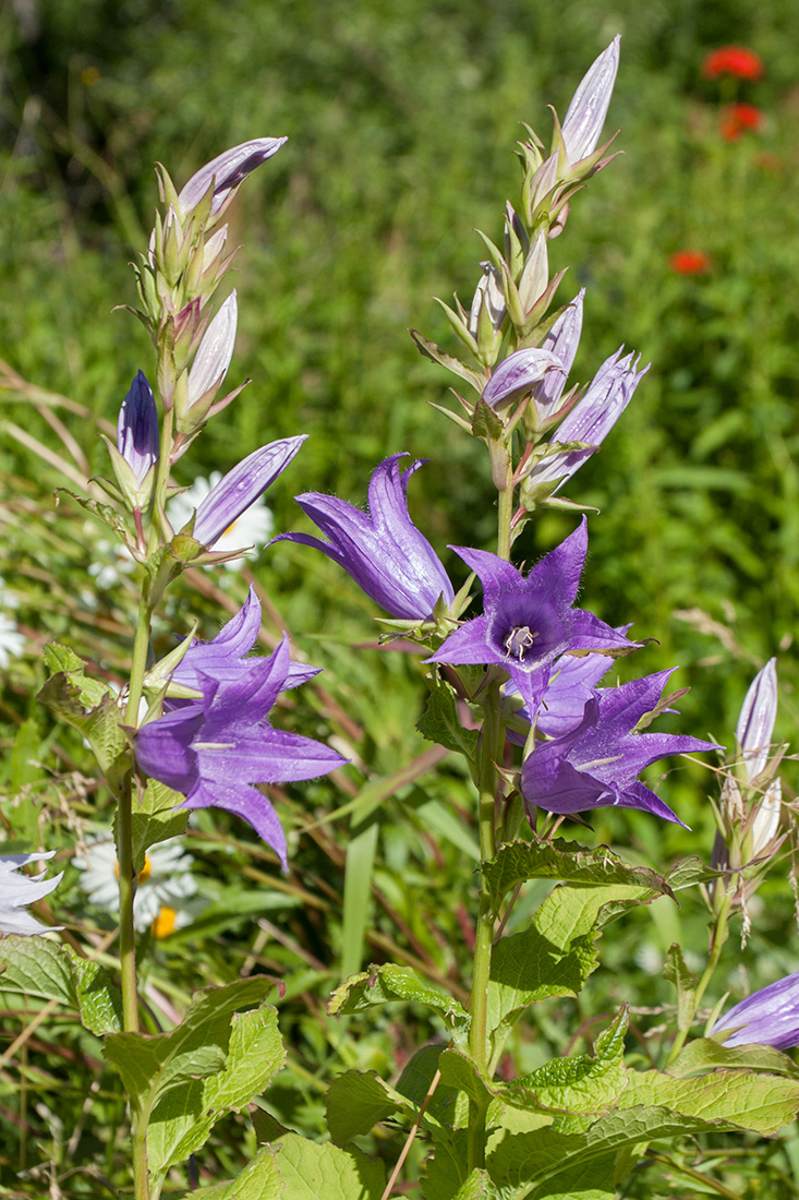 Image of Campanula latifolia specimen.